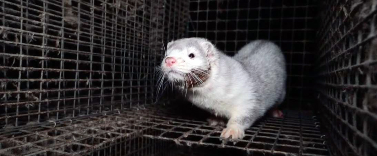 Pelztierfarm Madzherito Mink Farm in Bulgarien, WelFur-zertifiziert. Foto aufgenommen im Jahr 2022.